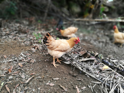 走地雞
