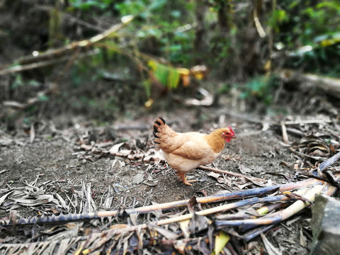 本地雞