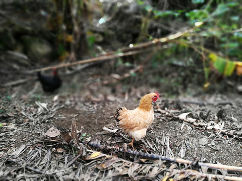 土雞