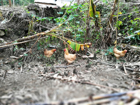土家雞