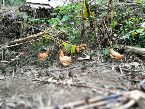 農(nóng)家雞