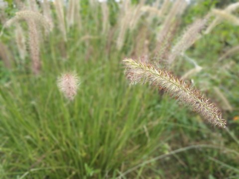 野草背景