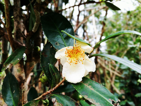 山茶花