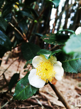 茶花