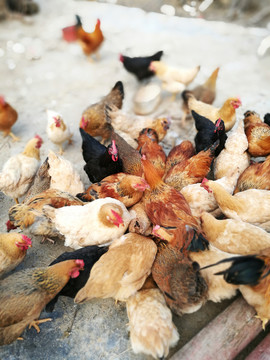 農(nóng)家雞