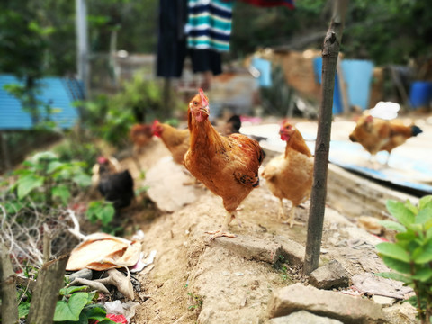 土家雞