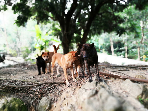 土家狗
