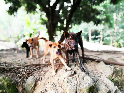 家犬