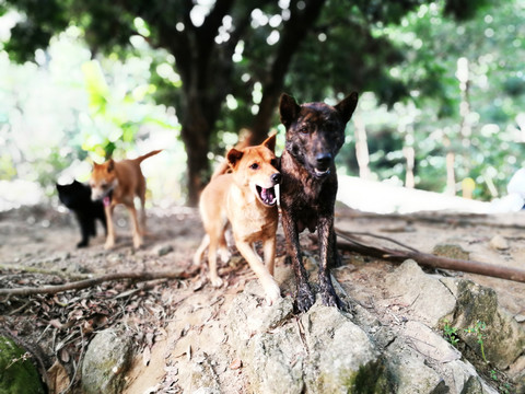 犬