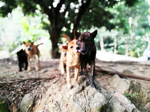 土狗