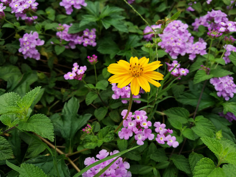 大自然花朵