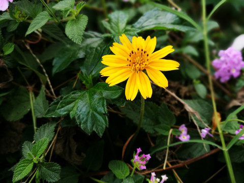 微距世界小花朵
