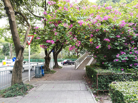紫金花街道