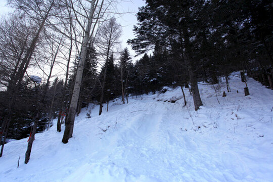 林海雪原 雪鄉(xiāng) 山 松樹(shù) 松林