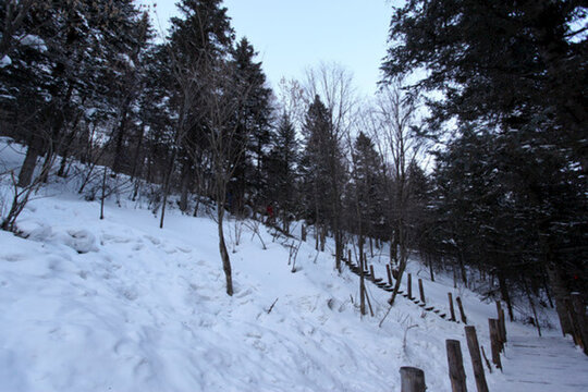 雪鄉(xiāng) 山 松樹 松林