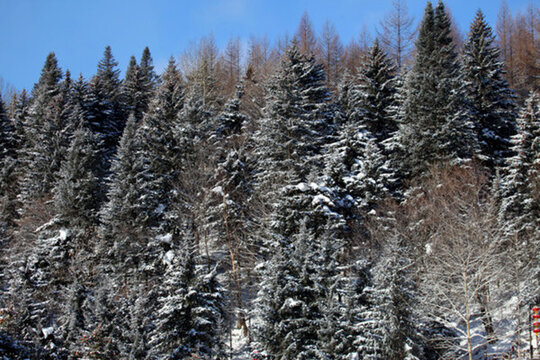 林海雪原 雪鄉(xiāng) 山 松樹 松林