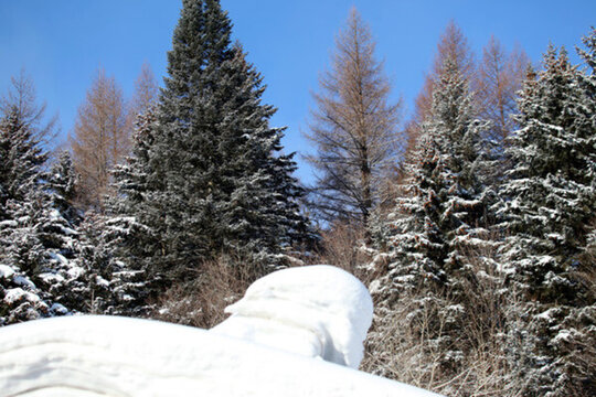 林海雪原 雪鄉(xiāng) 山 松樹 松林