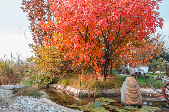 紅葉