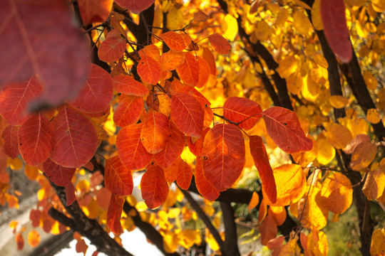 紅葉