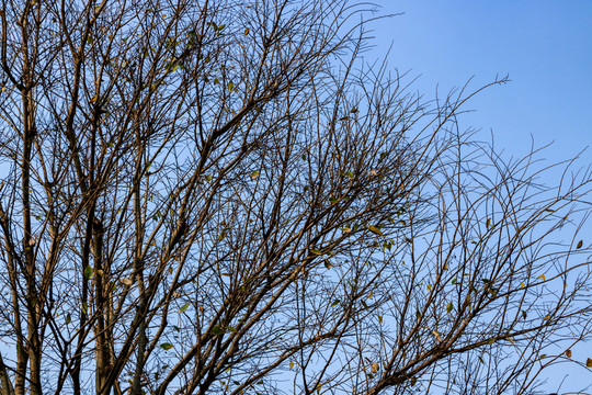 樹梢樹枝