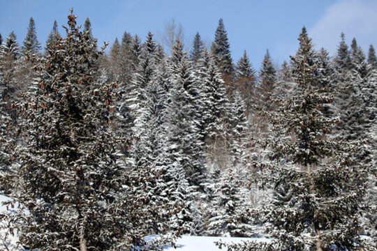 林海雪原 雪鄉(xiāng) 山 松樹(shù) 松林