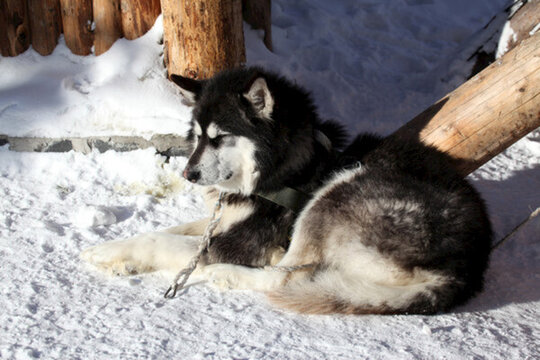 雪橇犬 狗 寵物 哈士奇 名犬