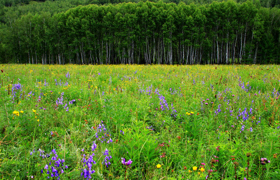 白樺林野花