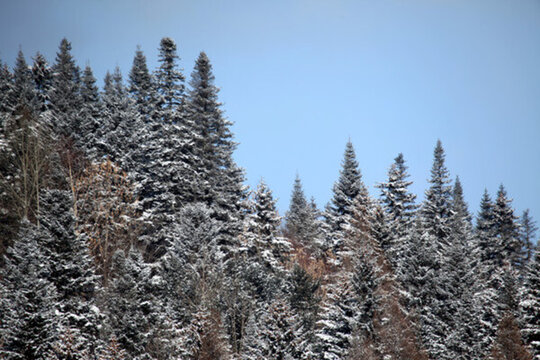 林海雪原 雪鄉(xiāng) 山 松樹 松林