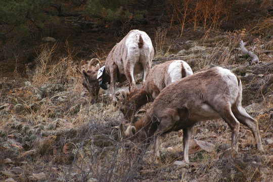 大角羊（Ovis canadensis）