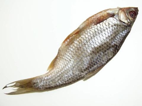 一個(gè)干魚
