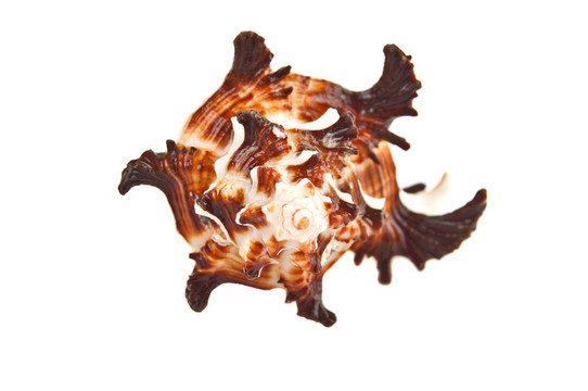 海貝殼