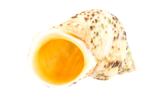海貝殼