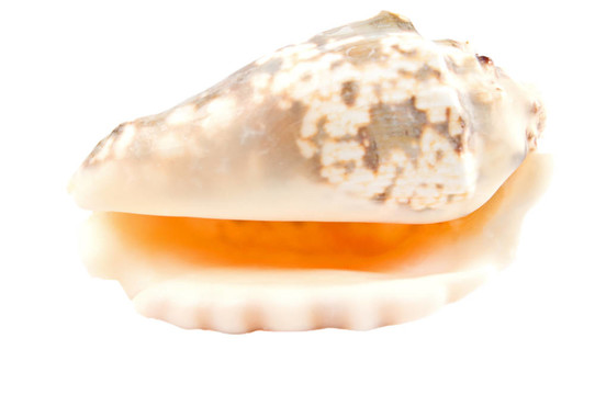 海貝殼