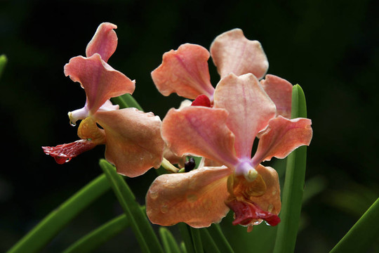 Vanda；蘭