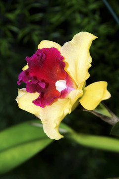 卡特蘭；蘭花