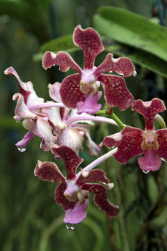 Vanda；蘭
