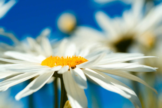 雛菊