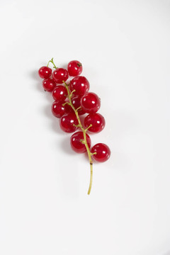紅醋栗