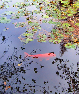 大紅色的魚(yú)