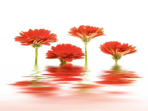 紅太陽