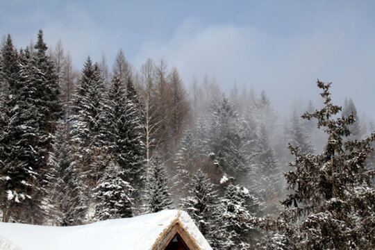 林海雪原 雪鄉(xiāng) 山 松樹 松林