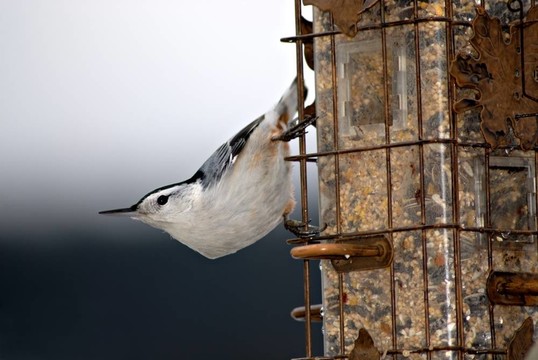 鳾Feeder II