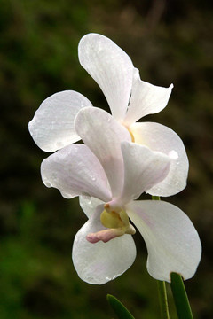 Vanda；蘭
