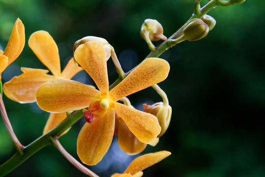 Vanda；蘭