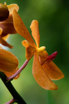 Vanda；蘭