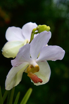 Vanda；蘭