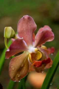 Vanda；蘭