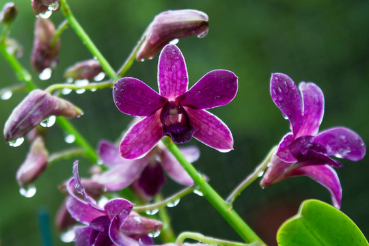 Vanda；蘭