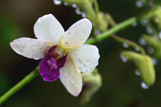 Vanda；蘭