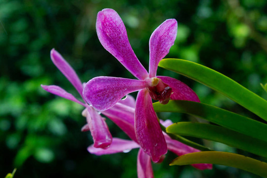 Vanda；蘭